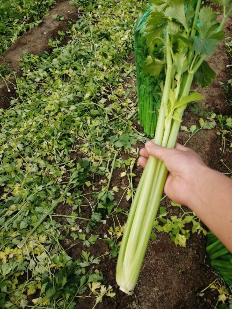 【价格便宜】常年供应优质芹菜、西芹叶绿茎亮、基地供货