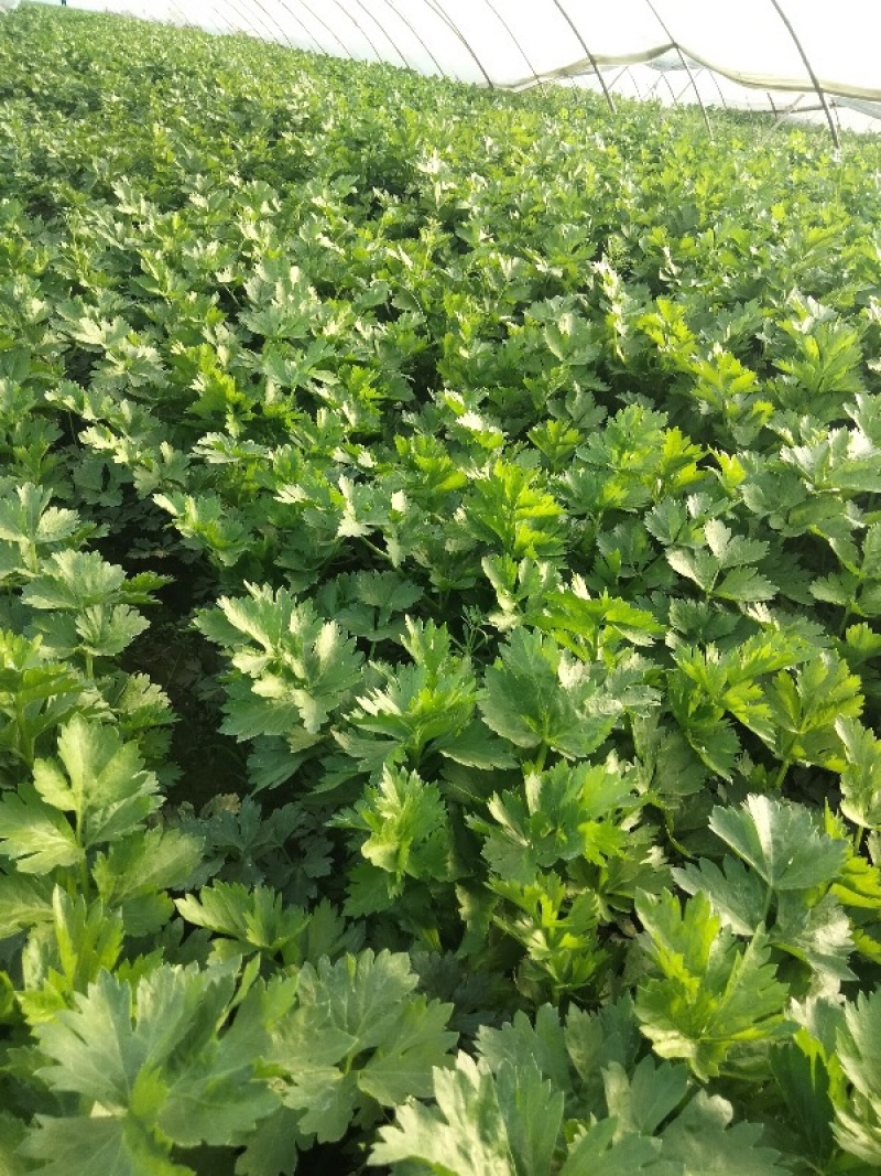 【价格便宜】常年供应优质芹菜、西芹叶绿茎亮、基地供货