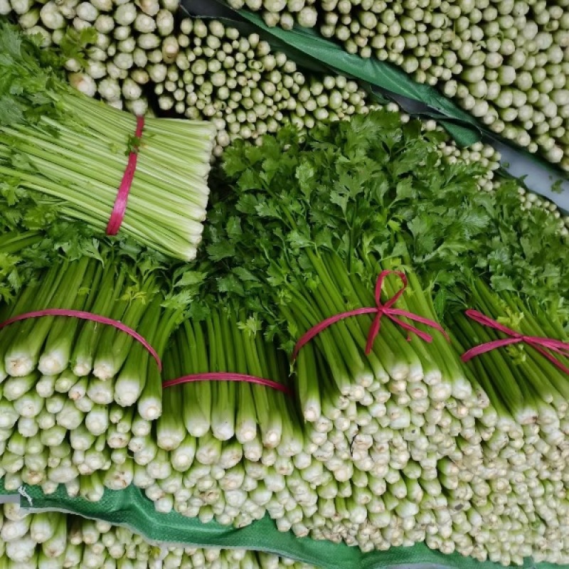【价格便宜】常年供应优质芹菜、西芹叶绿茎亮、基地供货