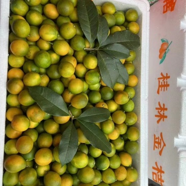 金桔1-1.2/斤价格便宜对接电商优选多多，