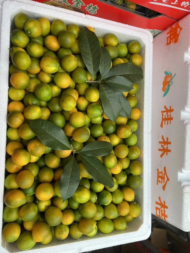 金桔1-1.2/斤价格便宜对接电商优选多多，
