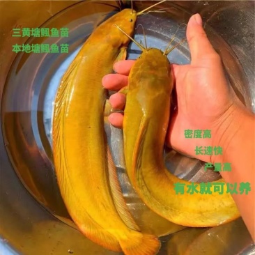 【火爆】三黄塘角鱼苗鲶鱼苗成活率高包技术可视频看货
