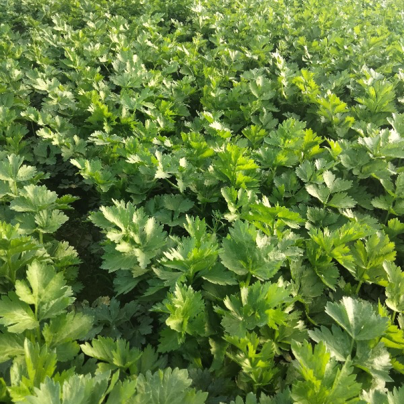 【价格便宜】常年供应优质芹菜、西芹叶绿茎亮、基地供货