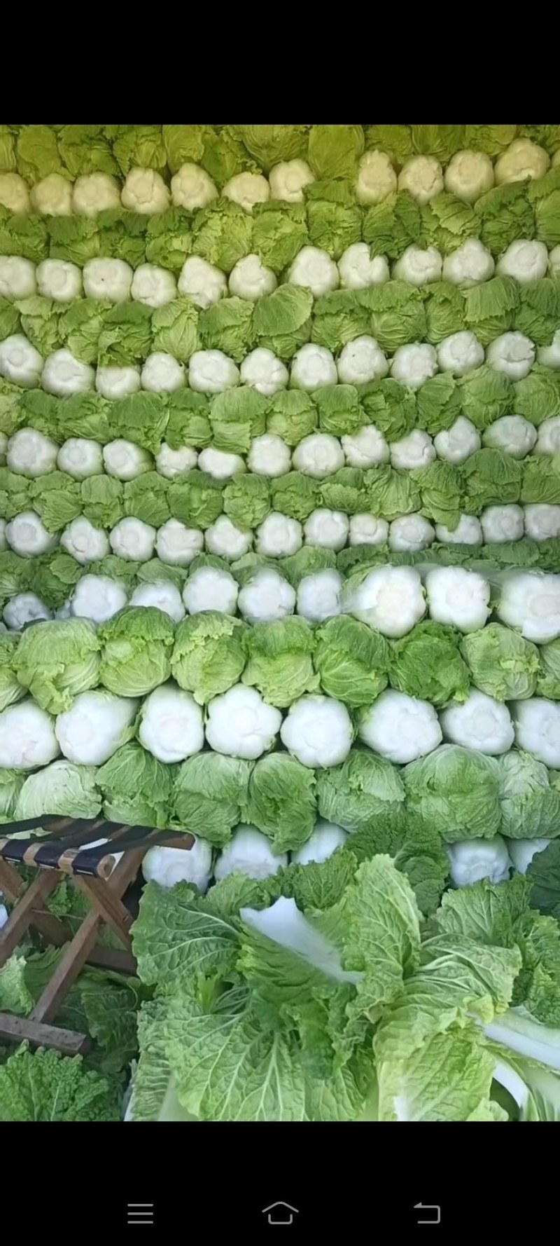 河北，北京新三号大白菜，产地直发，货源充足。保证质量！