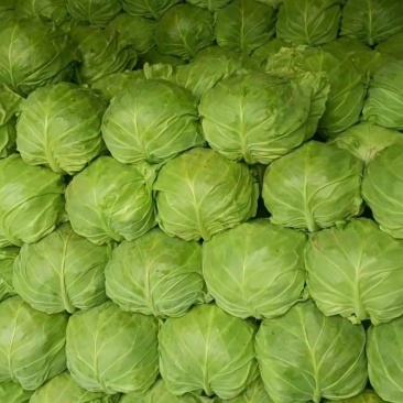 甘蓝菜，山东潍坊优质甘蓝菜，宣菜，颜色鲜绿，货源充足