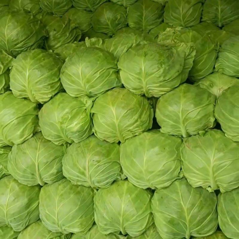 甘蓝菜，山东潍坊优质甘蓝菜，宣菜，颜色鲜绿，货源充足