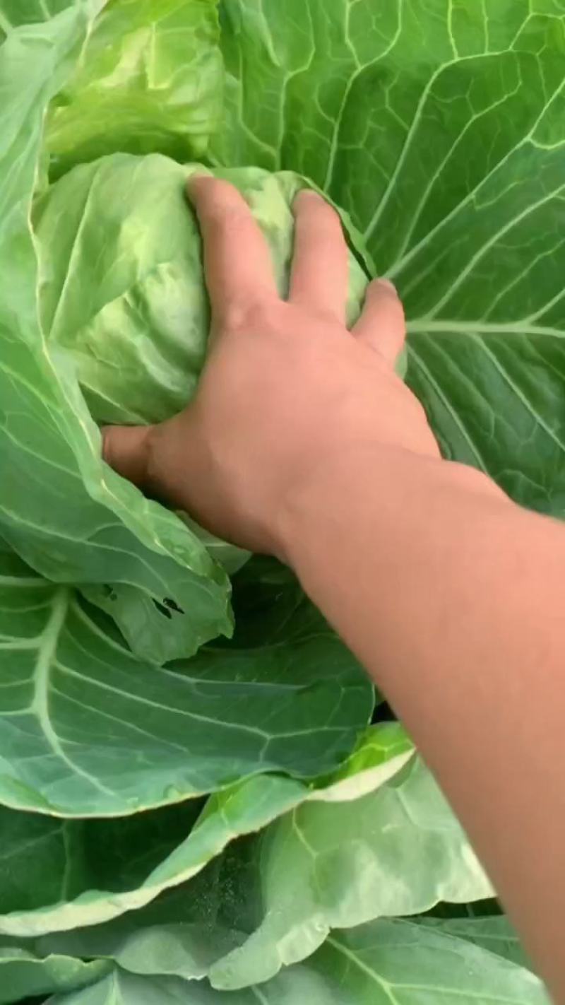 甘蓝菜，山东潍坊优质甘蓝菜，宣菜，颜色鲜绿，货源充足