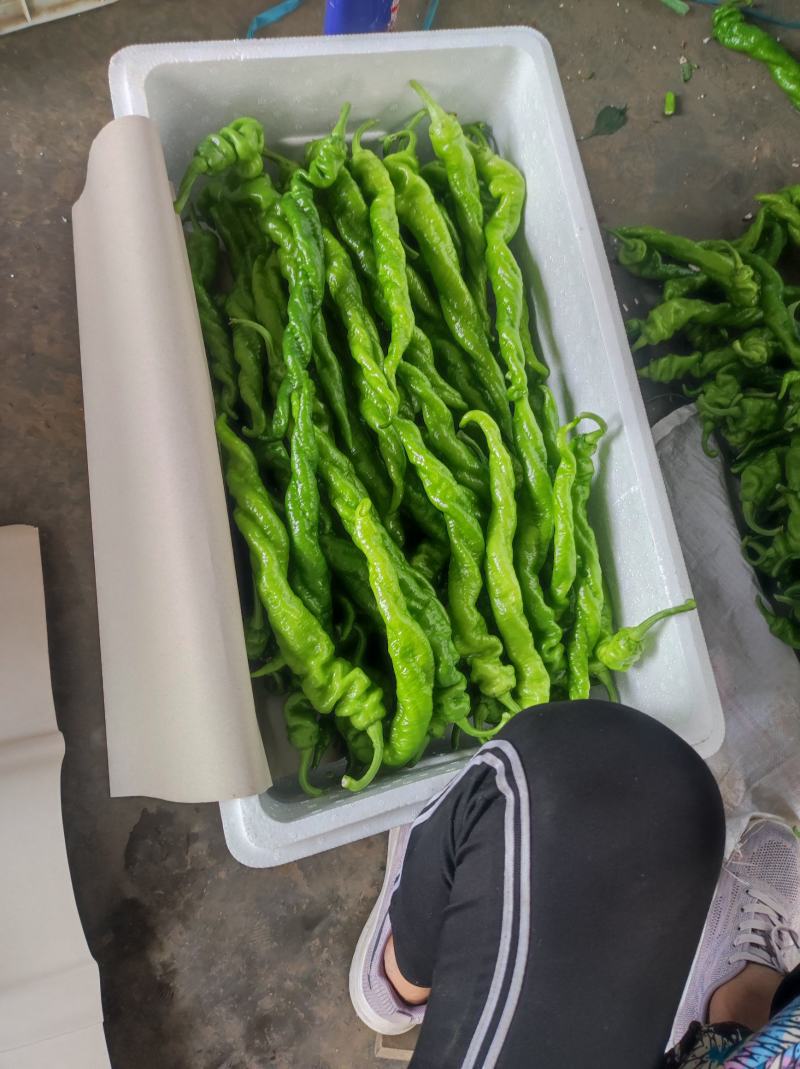 螺丝椒大量上市物美价廉