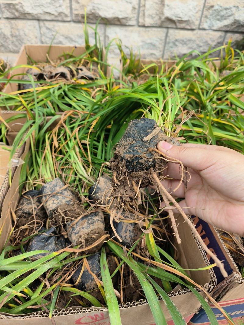 大花萱草金娃娃萱草杯苗大量现货基地直供