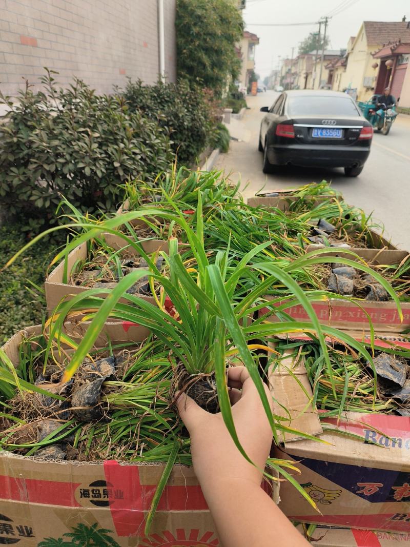 大花萱草金娃娃萱草杯苗大量现货基地直供