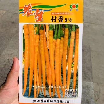 基地专用黄线椒种子特辣熟果桔红色线椒品种杂交一代特色种
