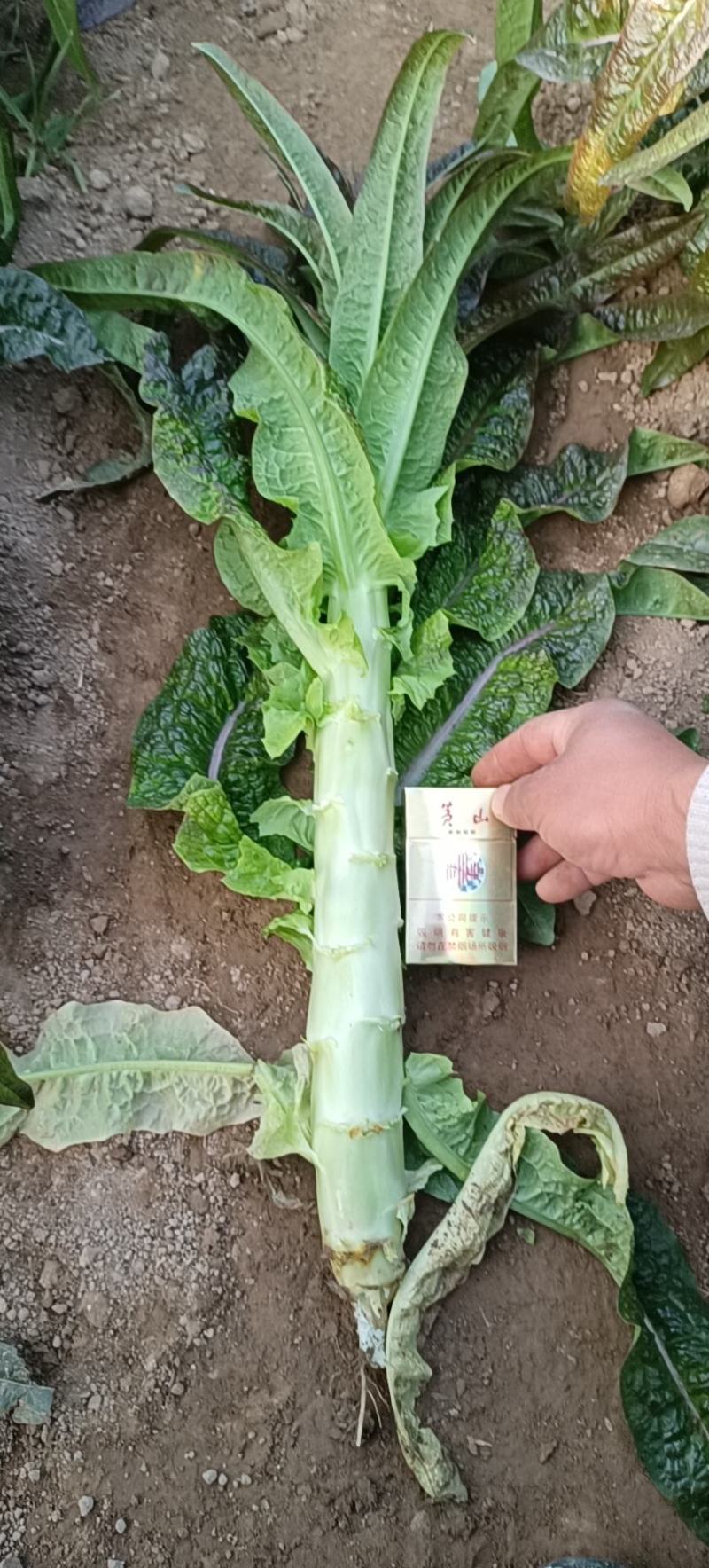 尖叶莴笋大棚一手货源量大从优代发全国，诚信经营