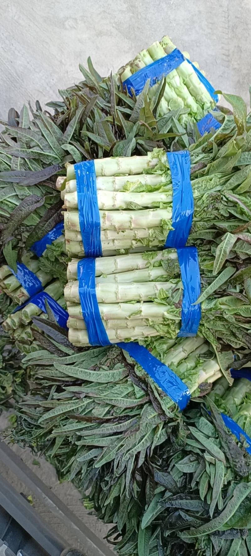 尖叶莴笋大棚一手货源量大从优代发全国，诚信经营