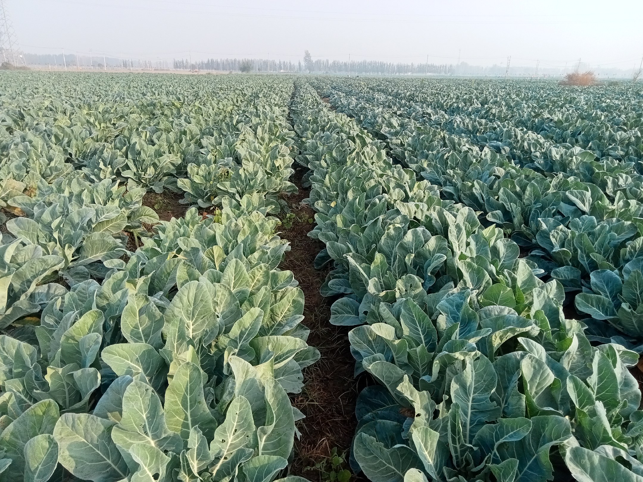 松花菜与樱樱菜野菜的对比图