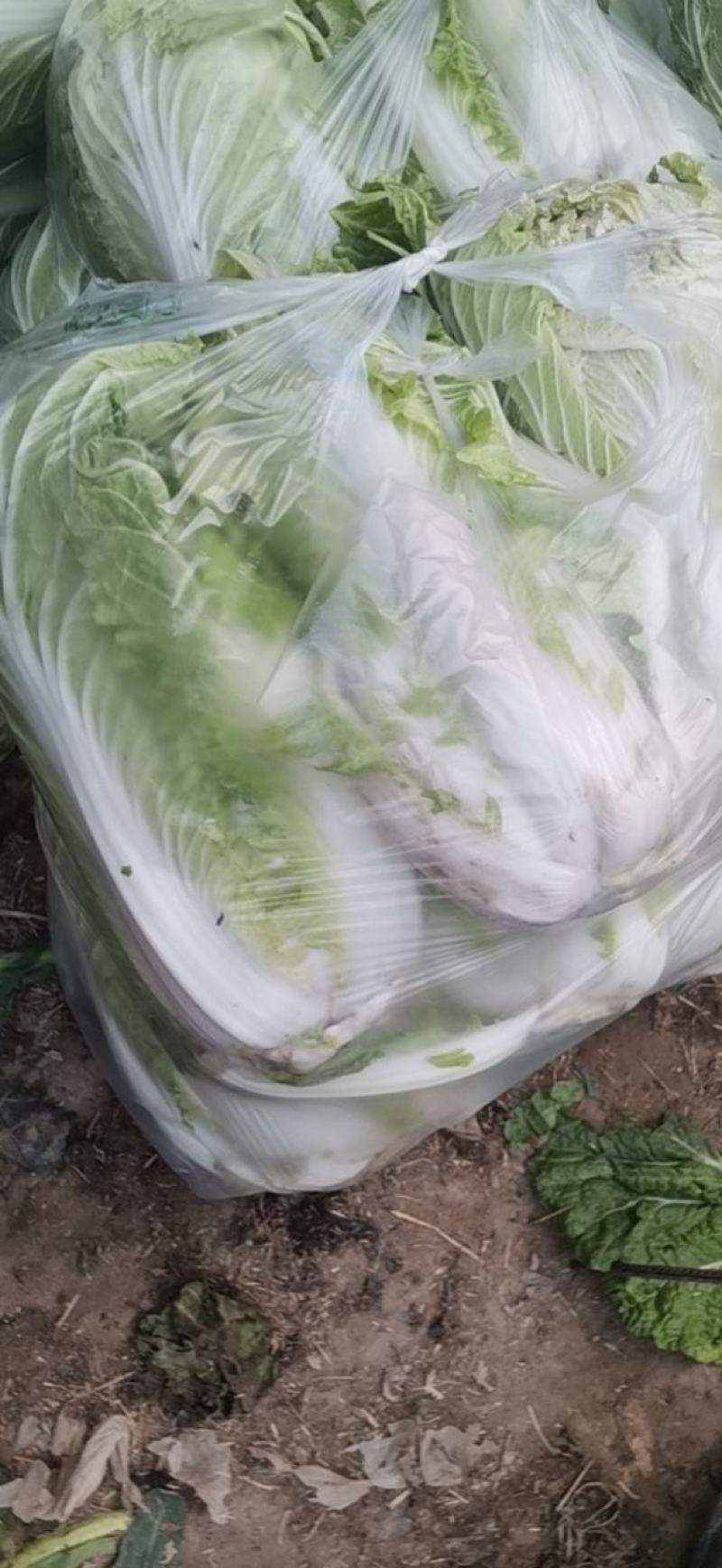 白菜大量上市中，黄芯菜，团头菜等品种都有，欢迎新老朋友前