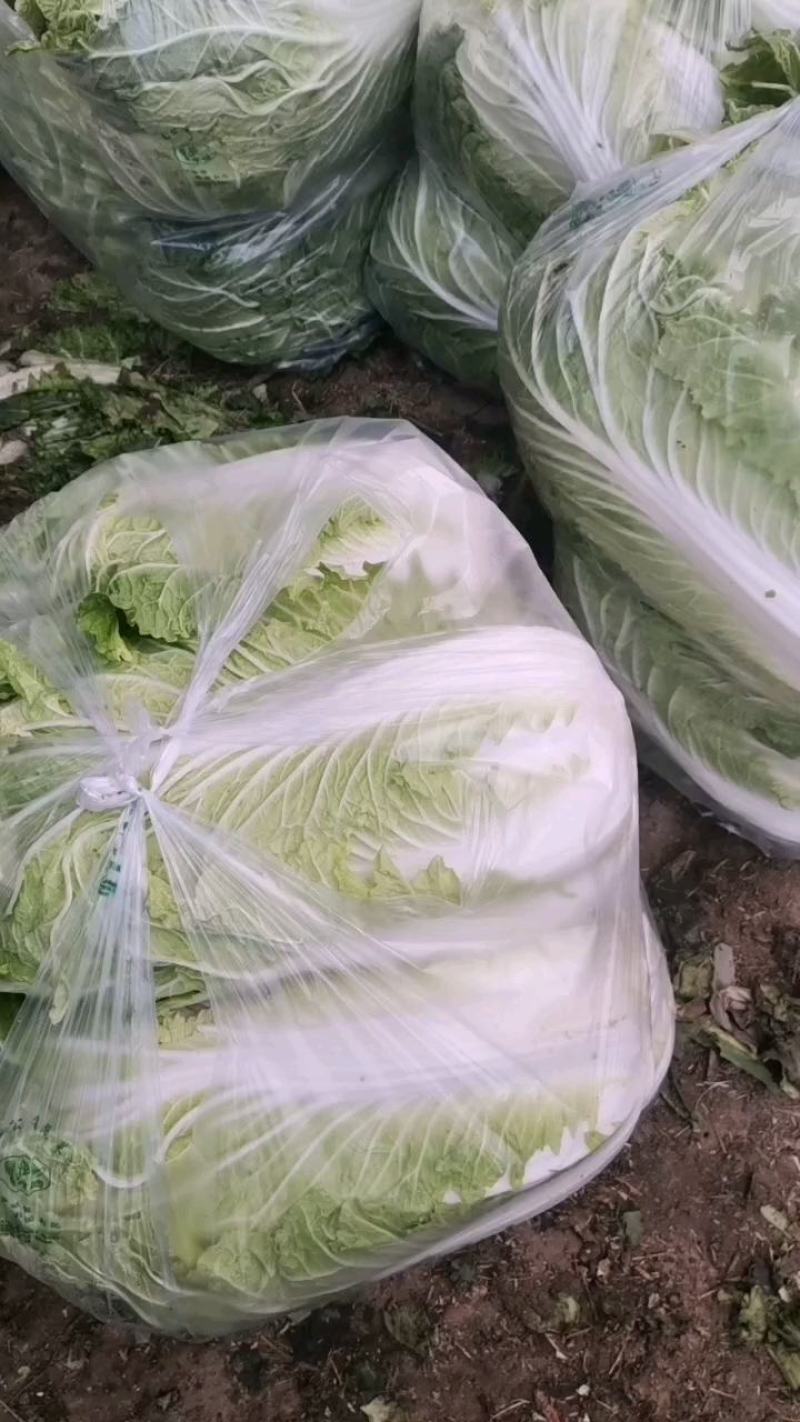 白菜大量上市中，黄芯菜，团头菜等品种都有，欢迎新老朋友前