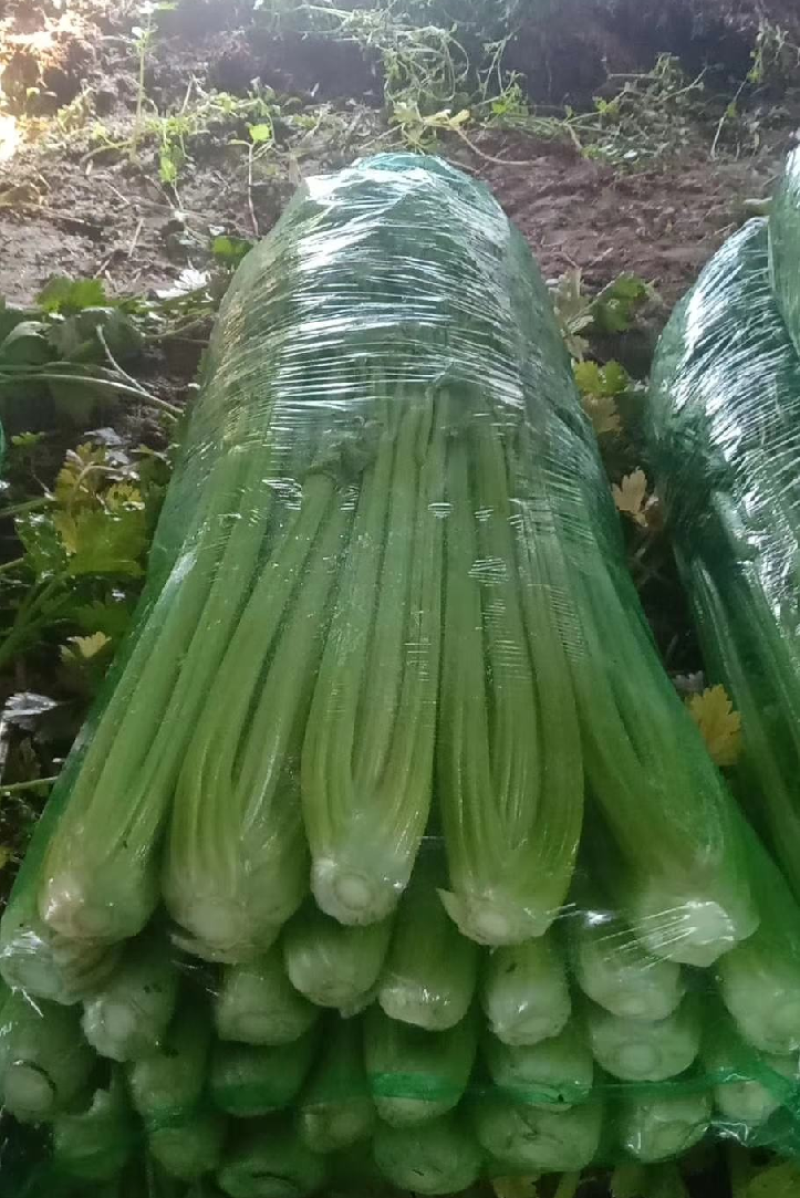 【价格便宜】常年供应优质芹菜、西芹叶绿茎亮、基地供货