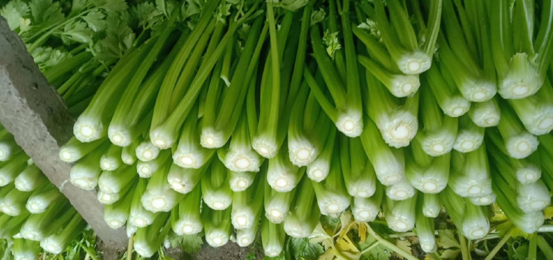 【价格便宜】常年供应优质芹菜、西芹叶绿茎亮、基地供货
