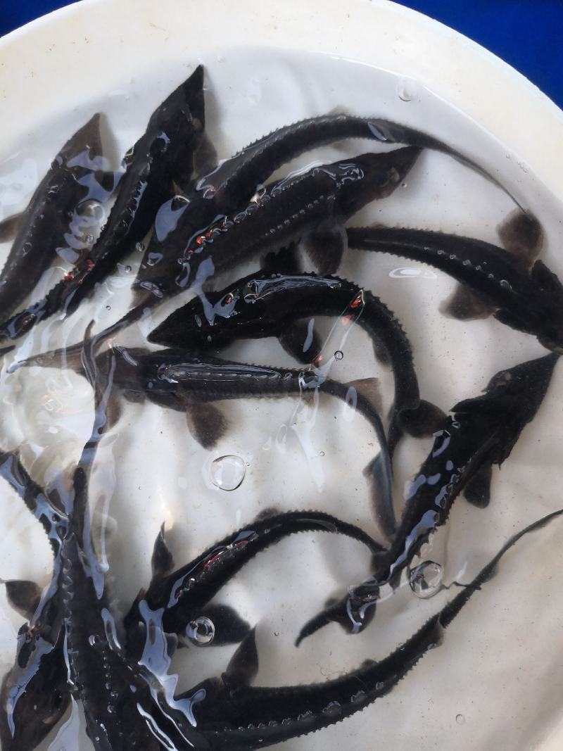 供应水产优质鲟鱼，全国发货。
