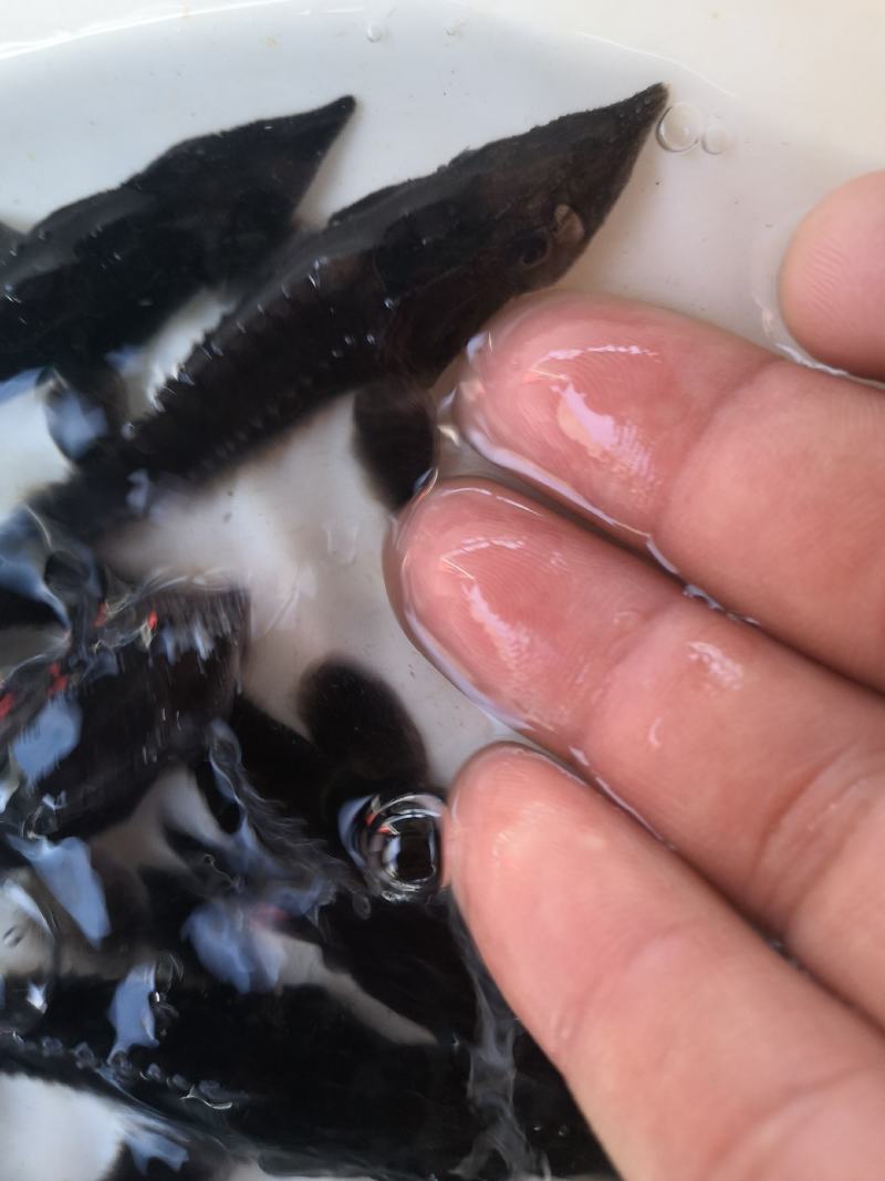供应水产优质鲟鱼，全国发货。
