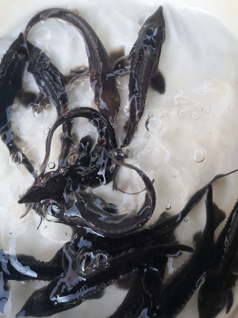 供应水产优质鲟鱼，全国发货。