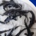 供应水产优质鲟鱼，全国发货。