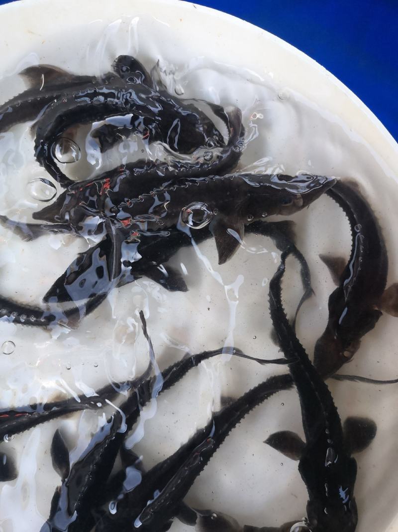 供应水产优质鲟鱼，全国发货。