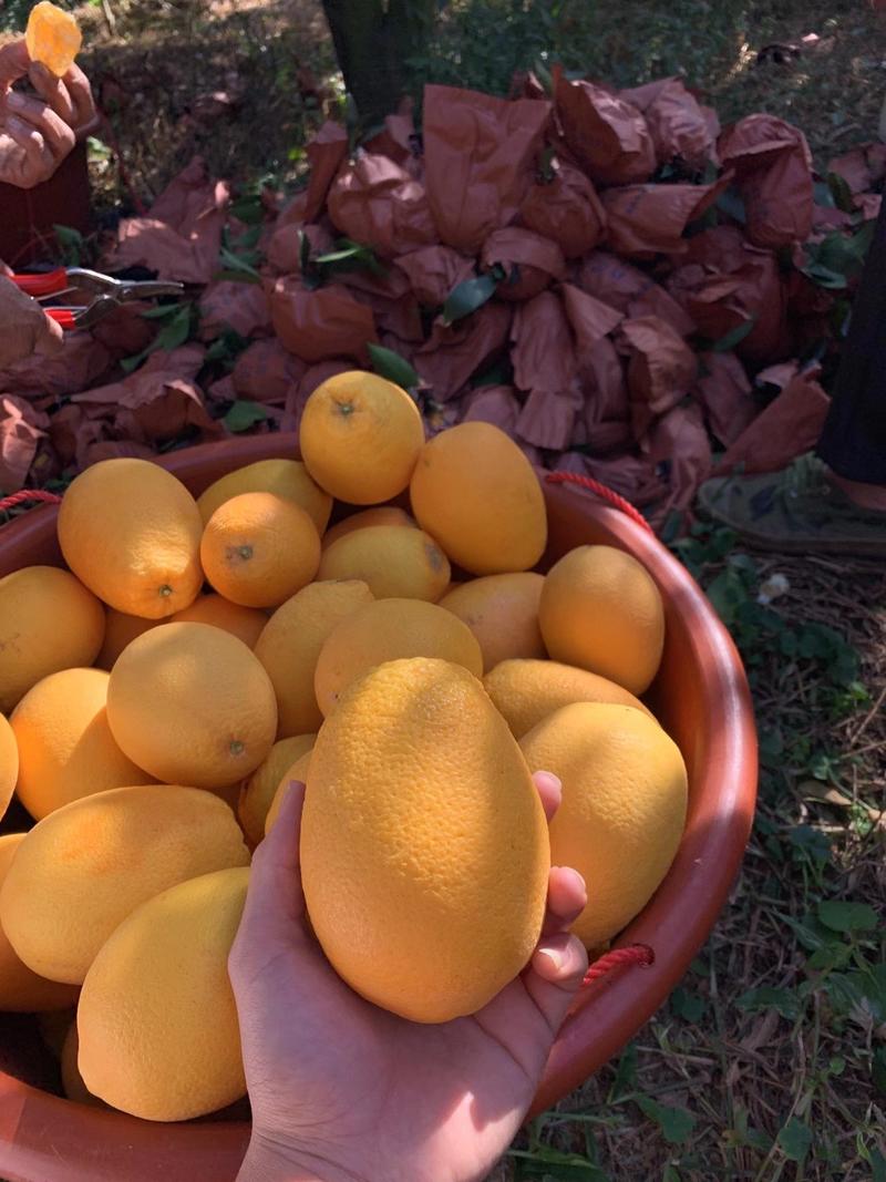 福建漳州平和木瓜蜜丁产地代办对接各大市场商超纯甜
