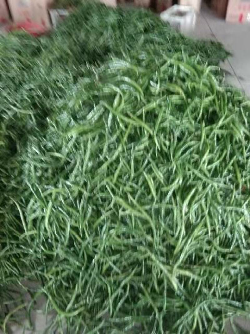 辣椒红泡椒，海花红椒八号薄皮大青椒，红光椒青线椒大量上市