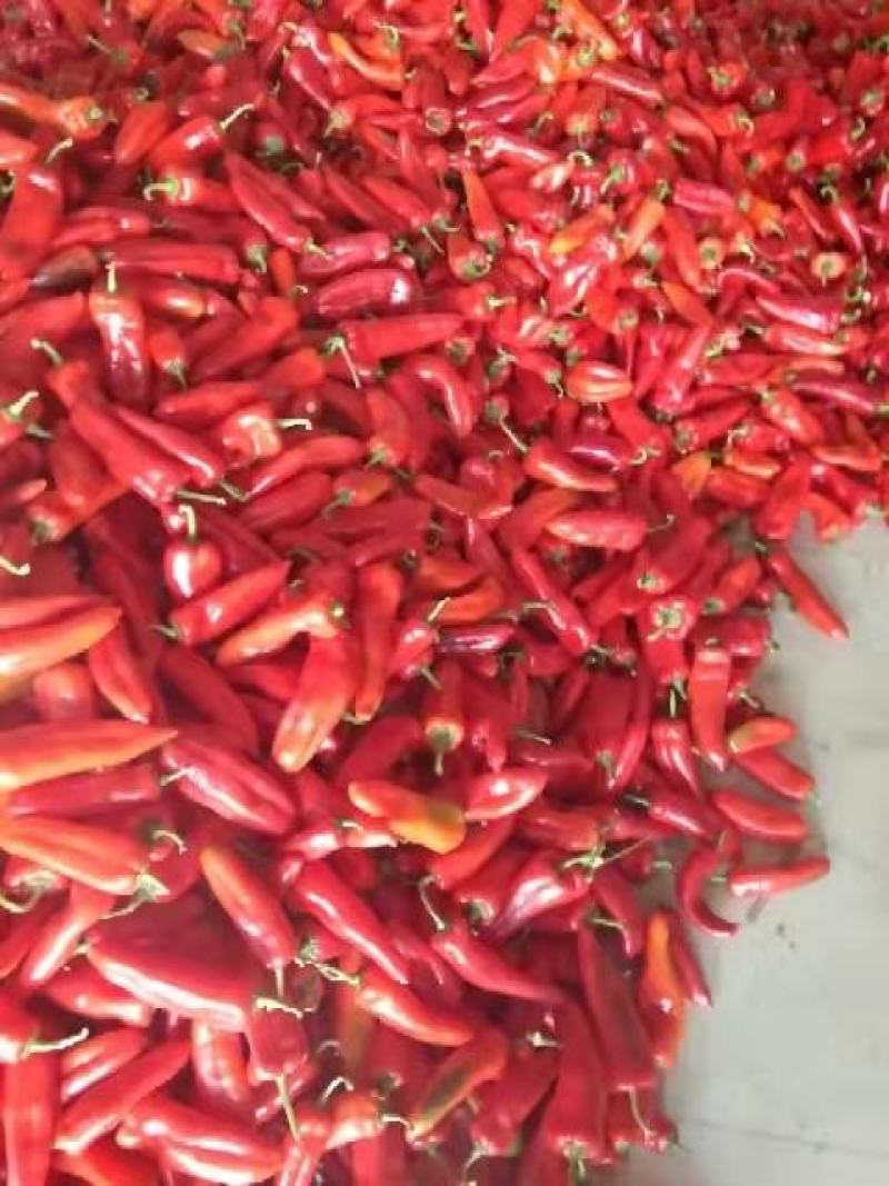 辣椒红泡椒，海花红椒八号薄皮大青椒，红光椒青线椒大量上市