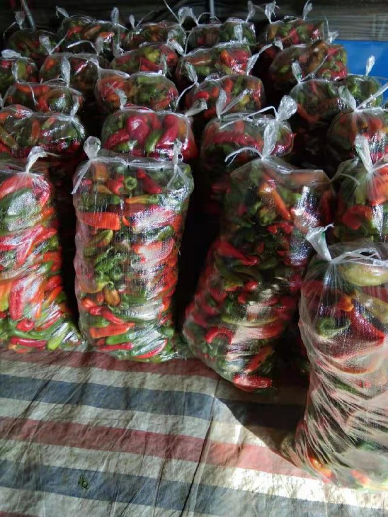 辣椒红泡椒，海花红椒八号薄皮大青椒，红光椒青线椒大量上市