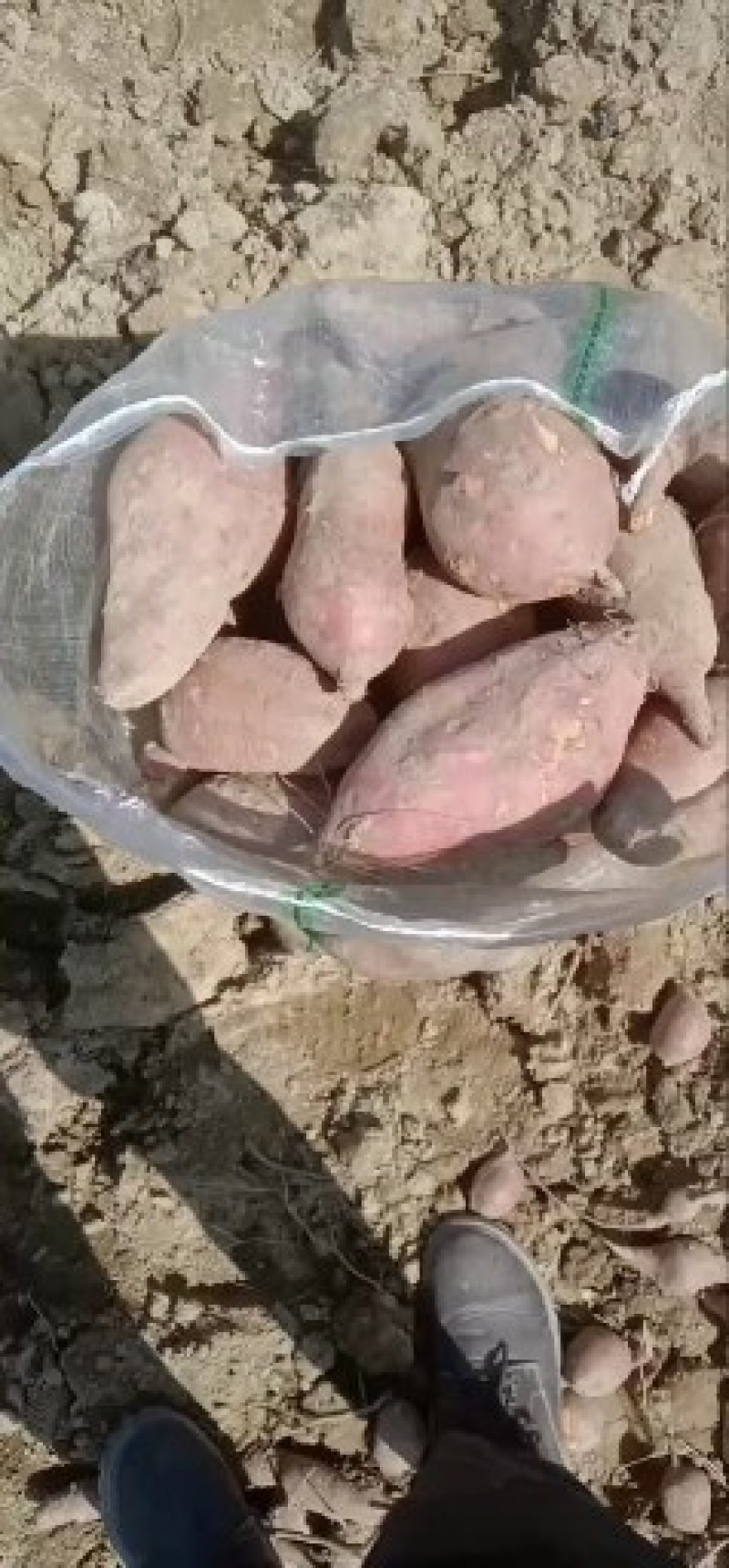 西瓜红商品薯，漂漂的品质！！！！！！，，，
