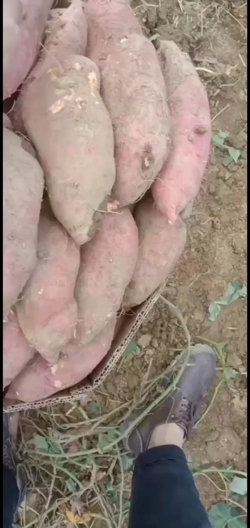 西瓜红商品薯，漂漂的品质！！！！！！，，，