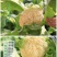 :【产地直供】有机花菜，青梗白面小米粒，对接加工厂