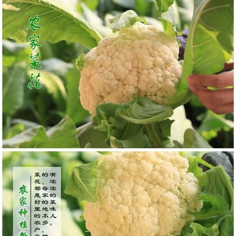 :【产地直供】有机花菜，青梗白面小米粒，对接加工厂