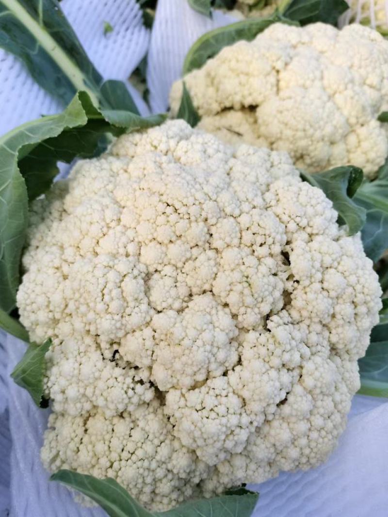:【产地直供】有机花菜，青梗白面小米粒，对接加工厂