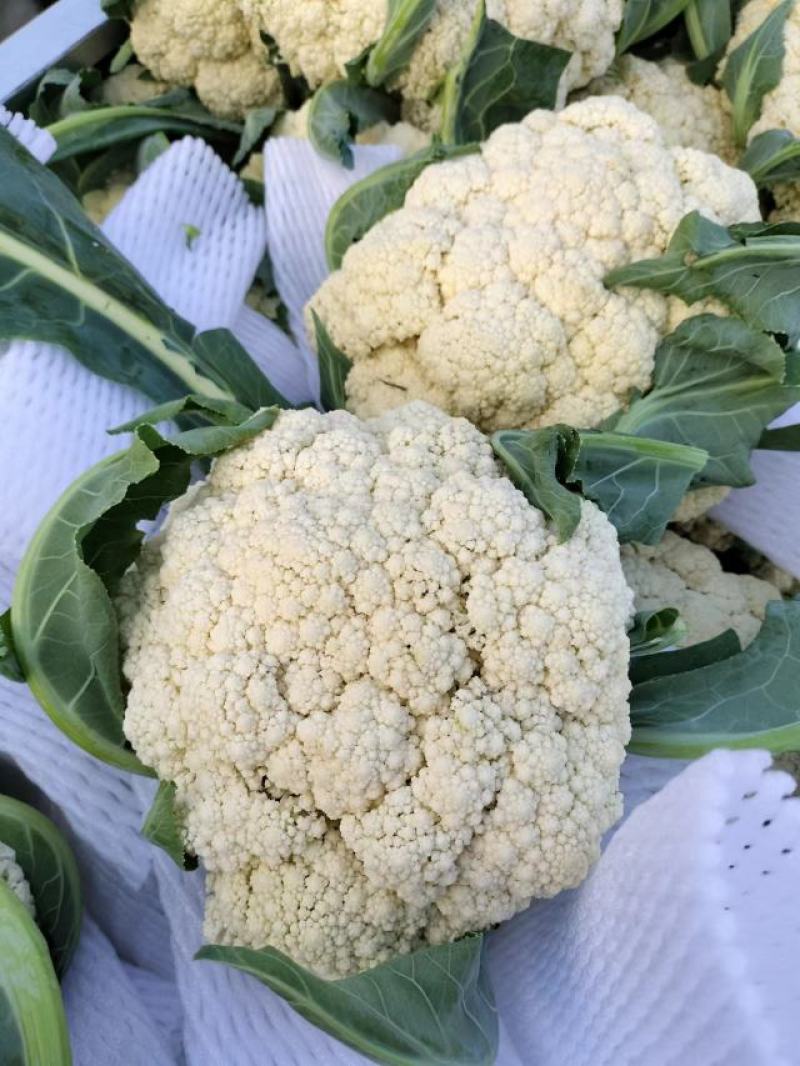 :【产地直供】有机花菜，青梗白面小米粒，对接加工厂