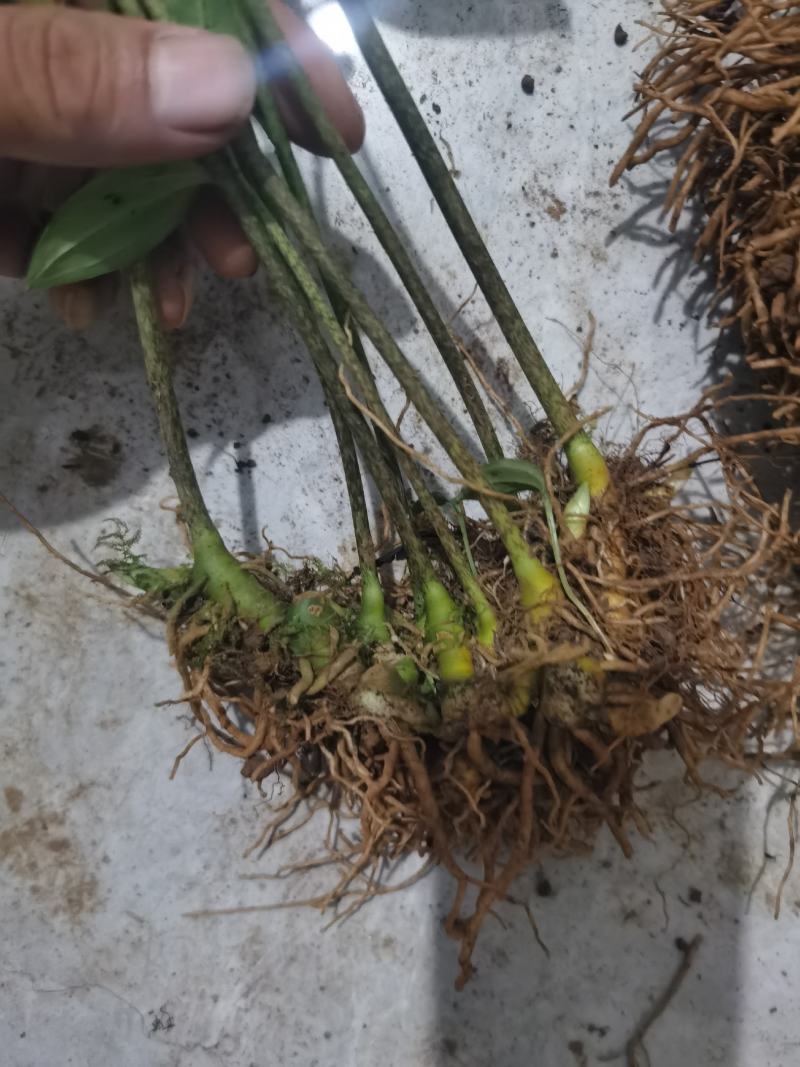 正宗云南竹根七