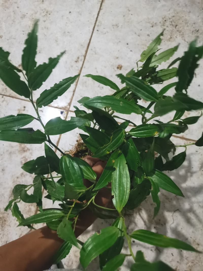 正宗云南竹根七