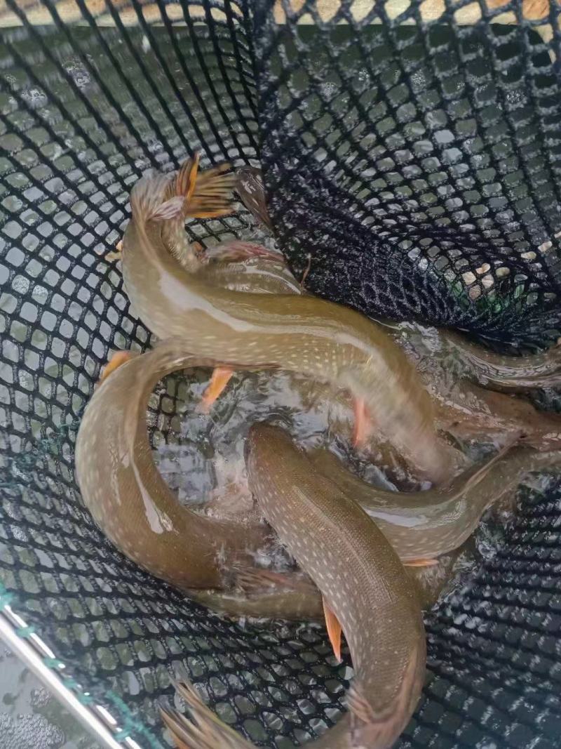 狗鱼