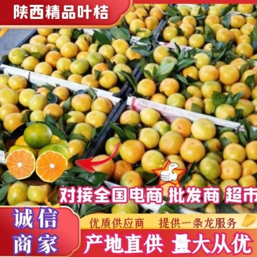城固叶桔，颜色好，口感醇，皮毛光亮，个头匀实，汁多化渣