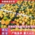 城固叶桔，颜色好，口感醇，皮毛光亮，个头匀实，汁多化渣