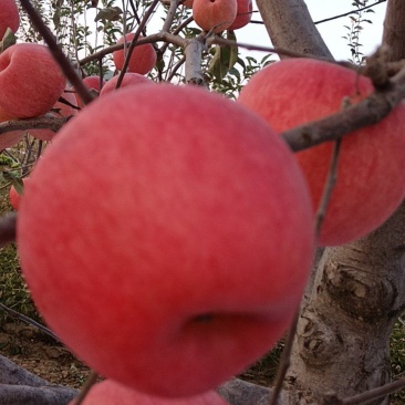 韩富苹果