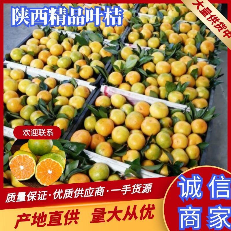 城固小叶桔口感好，汁多，化渣，一手货源，皮毛光亮