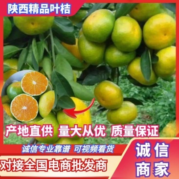 城固柑桔囗感好汁多无渣色泽光亮皮薄无籽一手货源