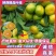 城固柑桔囗感好汁多无渣色泽光亮皮薄无籽一手货源