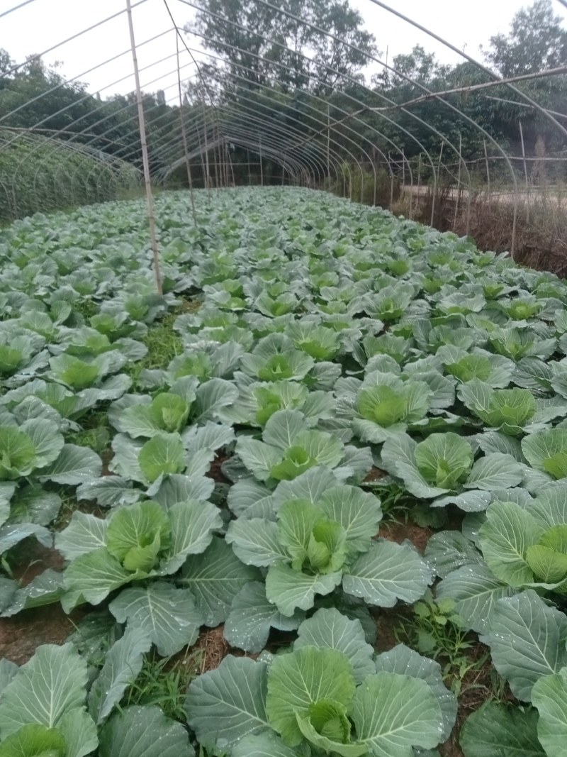 圆根萝卜儿菜圆白菜