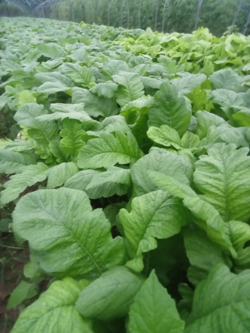 圆根萝卜儿菜圆白菜