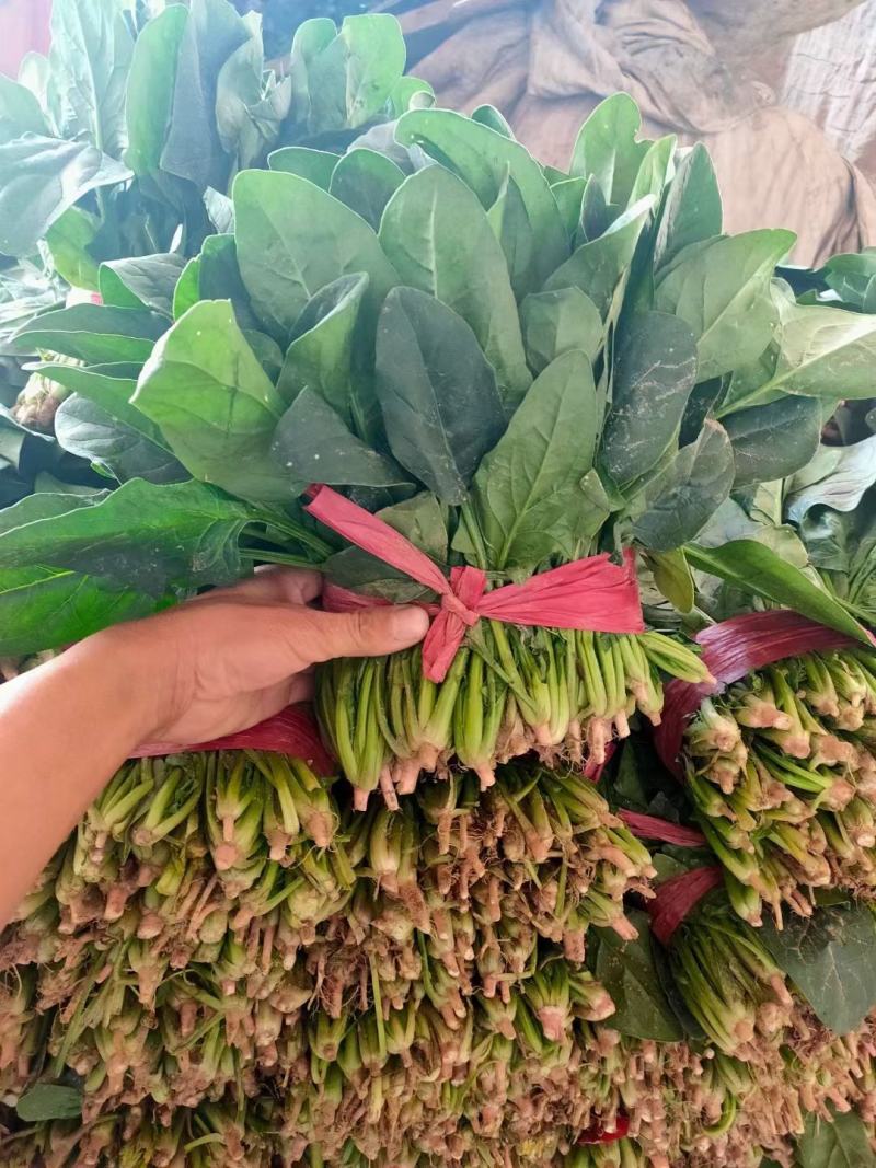 香菜