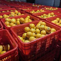 爱媛橙大量上市，可为社区团购供电商一件等